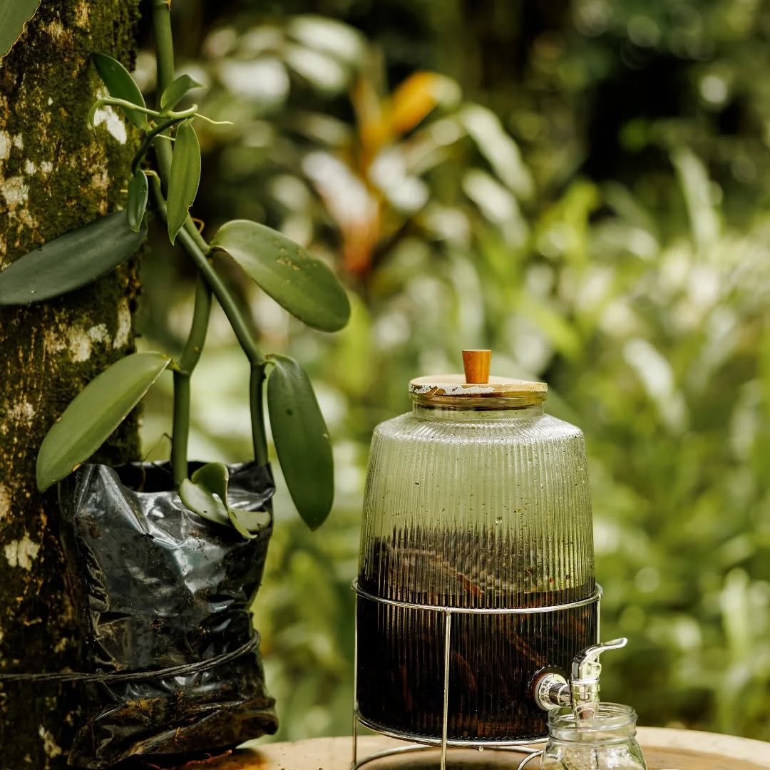 Vanilla Production at Finca Planeta Sano