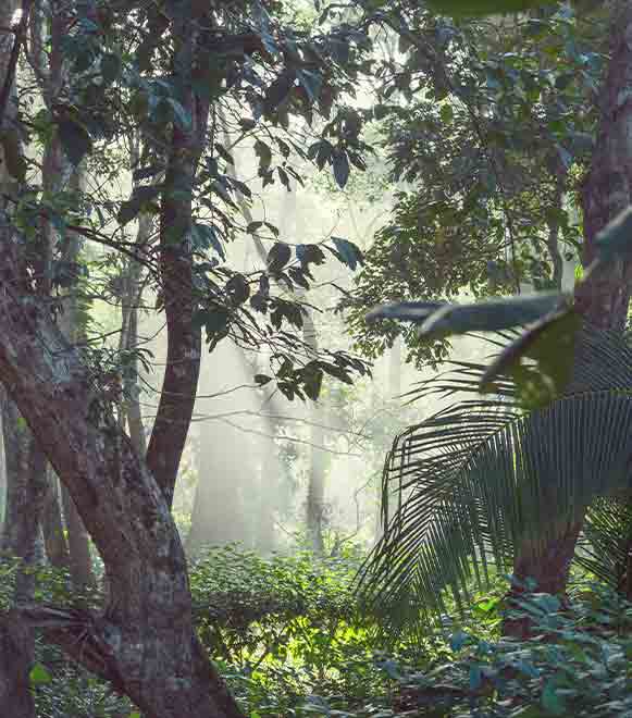 ambiental