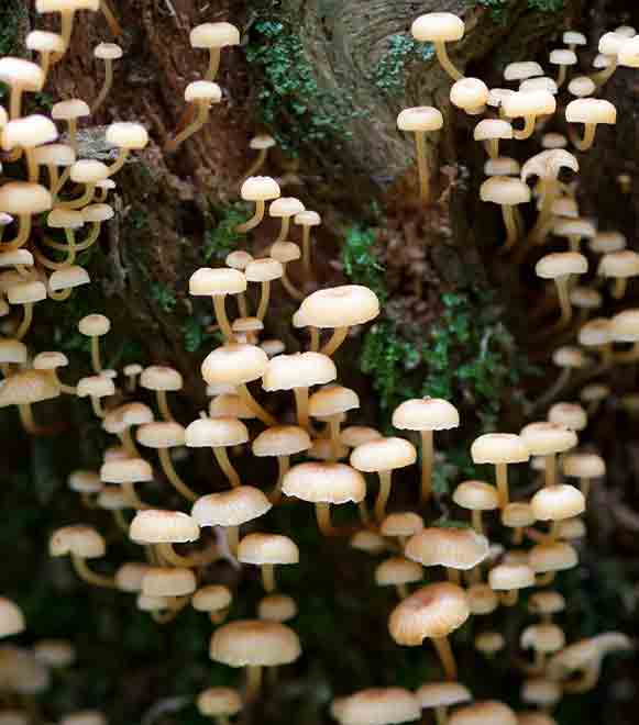fungi