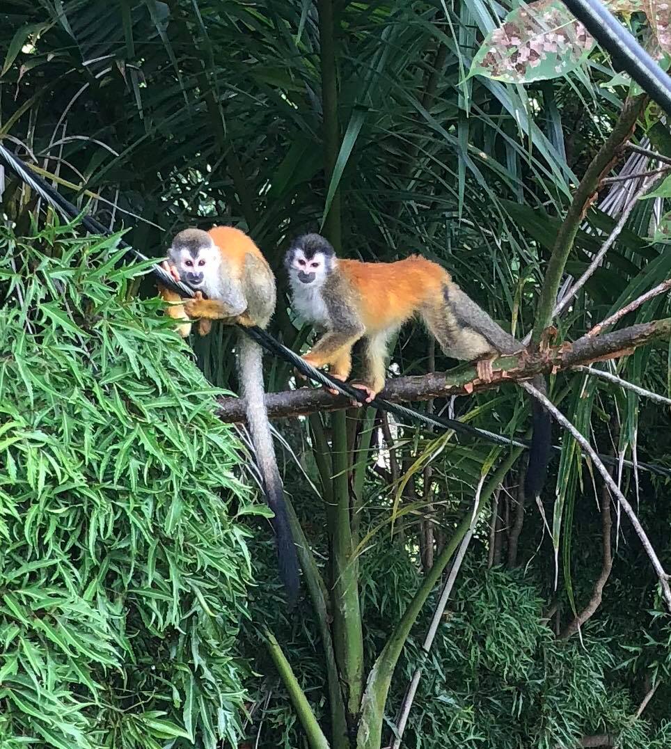 Wildlife Protection & Forest Guardians Program