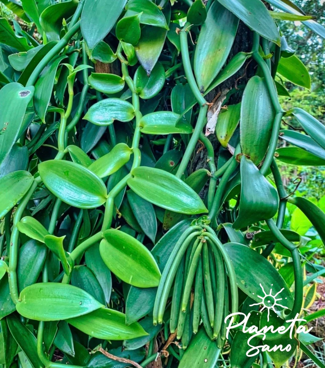 Vanilla Plant at Finca Planeta Sano