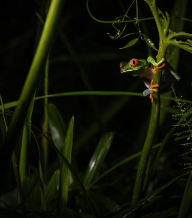 OD_CR_night_009